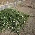 حالت رشدی خزنده