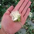 گل کبر
