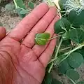 غنچه گل کبر
