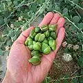 غنچه های گل کبر