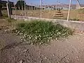 حالت رشدی خزنده