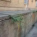 رویش کبر از درون شکاف ها