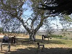 The Capt. Dana Tree at the Dana Adobe. Part of the town can be seen in the background.