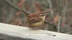 الیکایی کارولینایی