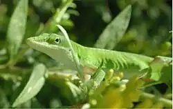 مارمولک آنول کارولینا، Anolis carolinensis، به آرامی در برابر سایه قرار دارد.