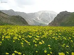 دشت سفیداب