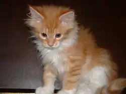 بچه‌گربه مین‌کون به انگلیسی: Maine Coon