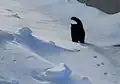 رد پای گربه در برف
