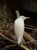 بالغ B. i. ibis زادآور با گردن جمع‌شده