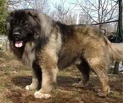 Large heavy set dog standing in front of trees. Medium length thick hair, white base with orange/brown spots on back and top of head. Reminiscent of a Saint Bernard.