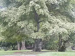 تاج درخت