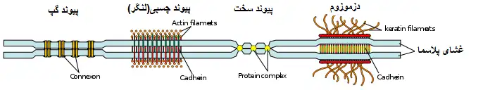 Some examples of cell junctions