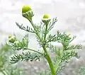 بابونه وحشی