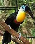 توکان منقارلوله‌ایRamphastos v. vitellinus