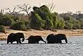 Chobe N.P. 09