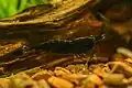 «شکلاتی سوخته» Choco Black Shrimp