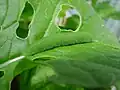 لارو Pieris rapae