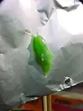 شفیره Pieris rapae