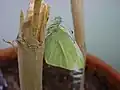 Pieris rapae بزرگسال