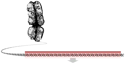 کروموزوم در حال باز شدن که یک نوار طولانی از DNA بوده و بخشی از آن به عنوان ژن برجسته شده‌است.