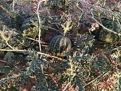 میوه‌ی گیاه خیار گرگو خودرو در جنوب کشور