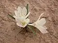 شکوفه سورنجان که شنبلید نامیده می‌شود