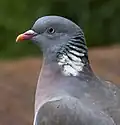 یک کبوتر جنگلی (Columba palumbus) در بیرمنگام انگلستان