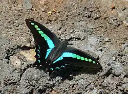سه‌گوش نیلی