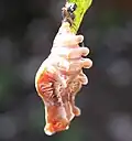 شفیره