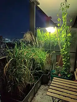 نمای شب یک بالکن که در آن باغ گلدانی ایجاد شده