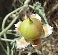 Convolvulus althaeoides
