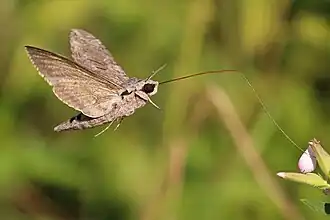 خرطوم بازبید (Agrius convolvuli)