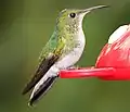ماده، در نزدیکی کاستاریکا