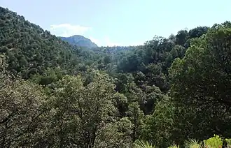 جنگل ملی کورونادو