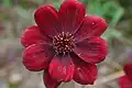 یک گونه از گل شاه اشرفی به نام Cosmos atrosanguineus