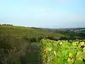 تاکستان کرت‌بندی‌شده در coteaux du Layon در کمون Faye-d'Anjou ،من-ا-لوآر، فرانسه.