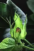 کرم غوزه پنبه ای غوزه را می‌خورد