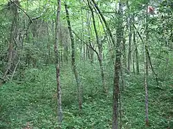 Part of the Cowan Creek Circular Enclosure at Cowan Lake State Park