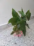بگونیا خالدار