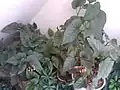 بگونیا خالدار