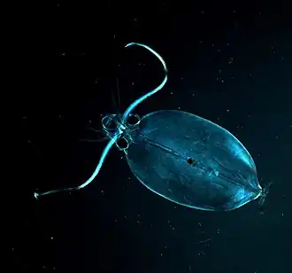 یک شیشه‌سر در سفر اکتشافی Operation Deep Scope، ۲۰۰۴.