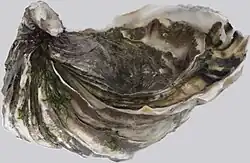 صدف ژاپنی