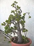 گونه مُنسترائوسا