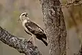 یک باز-عقاب گونه‌گون نوجوان از نژاد نمادین.