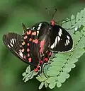 جفت گیری