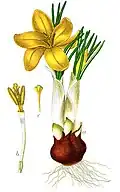 Crocus flavus
