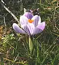 Crocus biflorus