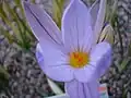 Crocus imperati subsp. suaveolens