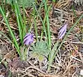 Crocus laevigatus 'Fontenayi'