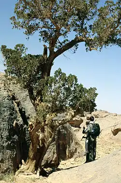 محلی درخت سرو